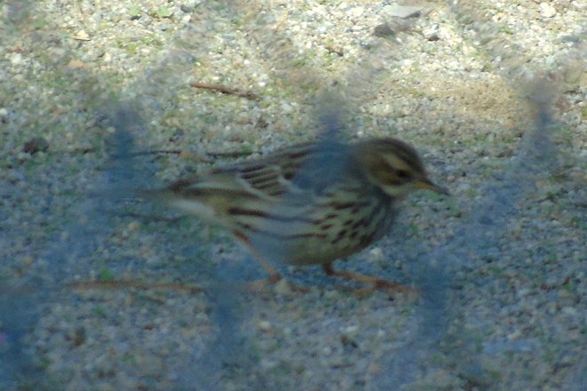 South San Diego, CA - January 21, 2018